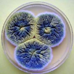 Плесневые грибы в процессе развития